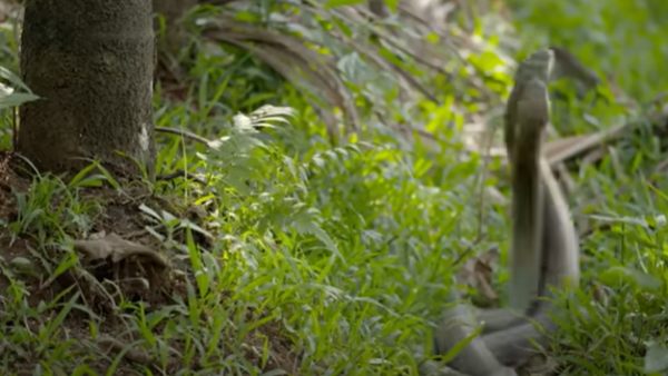 5 घंटे से ज्यादा चली फाइट