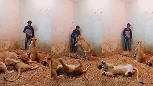 शेरनी के पंजों में फंसा युवक
