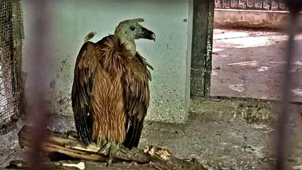 हिमालयी ग्रिफॉन गिद्ध अब लगभग खतरे में हिमालयी ग्रिफॉन गिद्ध अब लगभग खतरे में