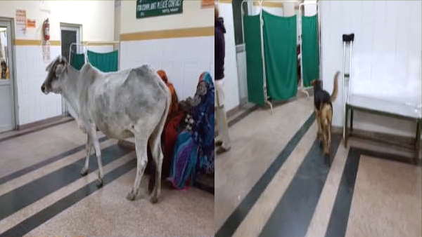 मरीज के बेड पर कुत्ता, गाय ट्रामा सेंटर में