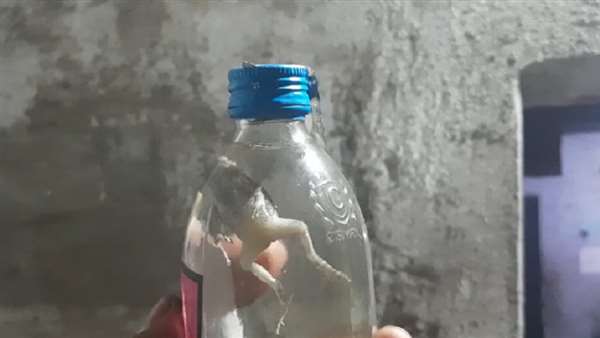 देशी शराब की बोतल में निकला मेंढक