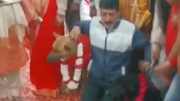 अनोखी शादी में कुत्‍ता बने दूल्‍हा- दुल्‍हन 