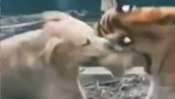 बाघ और कुत्‍ते की लड़ाई देखकर लोग हुए हैरान 
