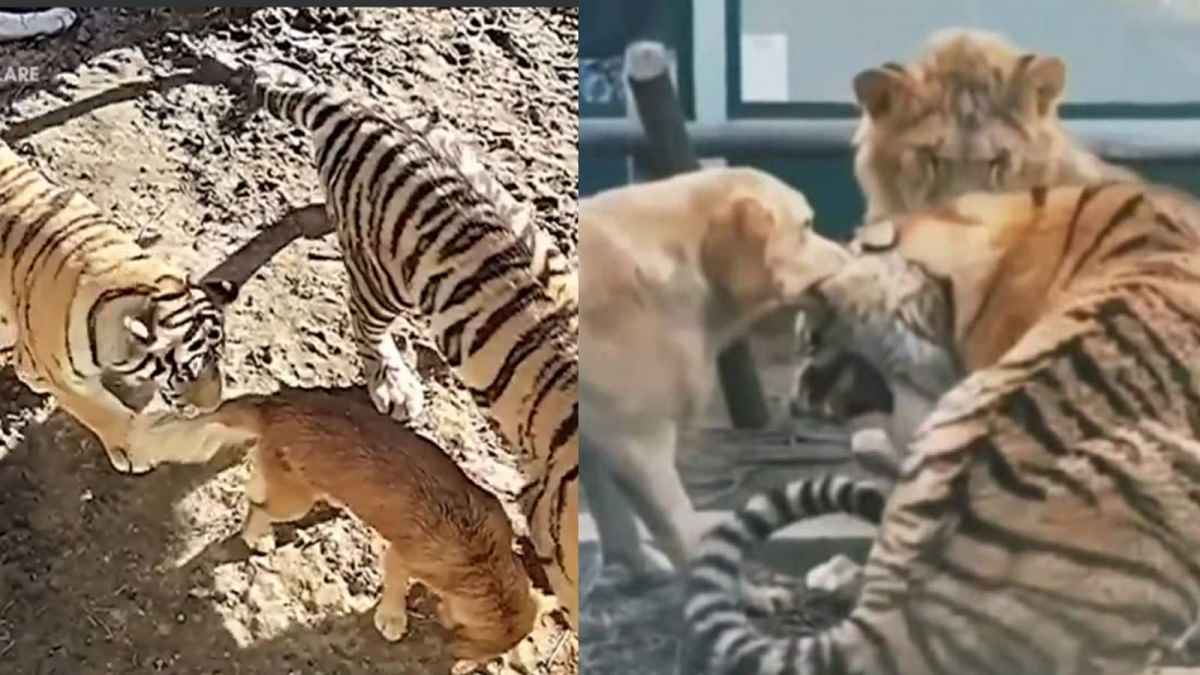 बाघों को लेकर चौंकाने वाली खबर सामने आई है। पन्ना टाइगर रिजर्व में बीते दिनों कुत्ते के काटने से एक बाघ की मौत हो गई थी। कुत्तों के वायरस से खतरा है, बफर जोन के गांवों में आवारा कुत्तों का वैक्सीनेशन कराया जा रहा है। 