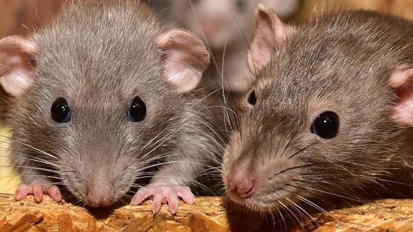 डीआरडीओ कर रहा तैयार