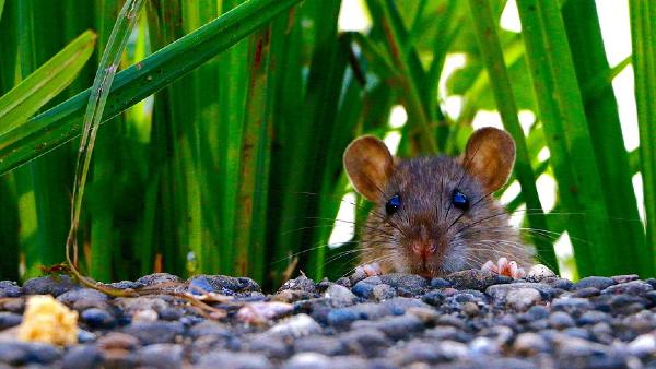 कैमरे से मिलेगी लाइव फीड