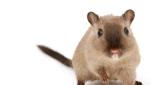 क्या है इन चूहों का नाम?