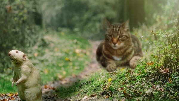 ऐसे होगा इस्तेमाल