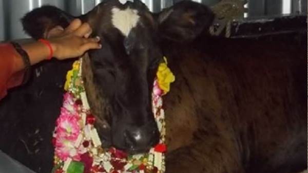 किया गौ-दान और चाय भी पी