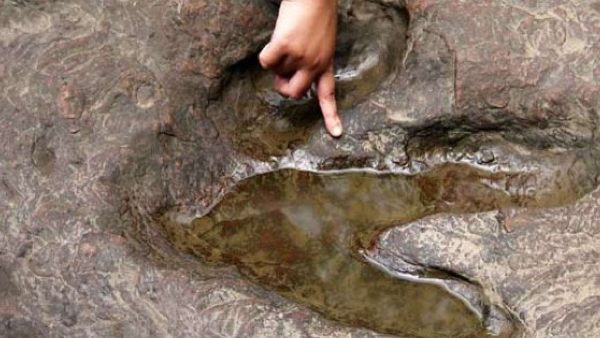जीवाश्म खोज रहे साइंटिस्ट्स