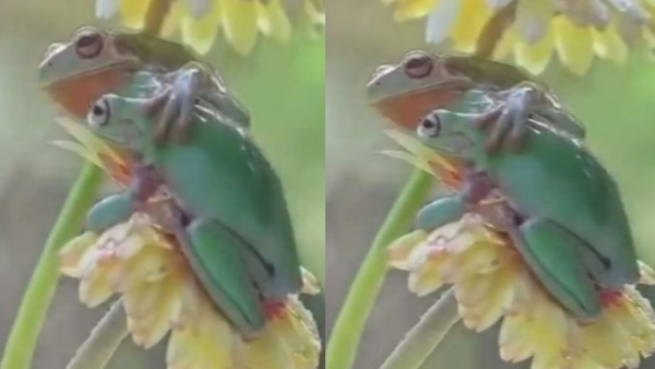 बारिश से बचने के लिए फूल पर बैठे मेढ़क 