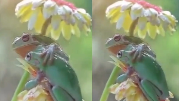 बड़े मेढ़क ने छोटे को बचाने के लिए लगाया गले 