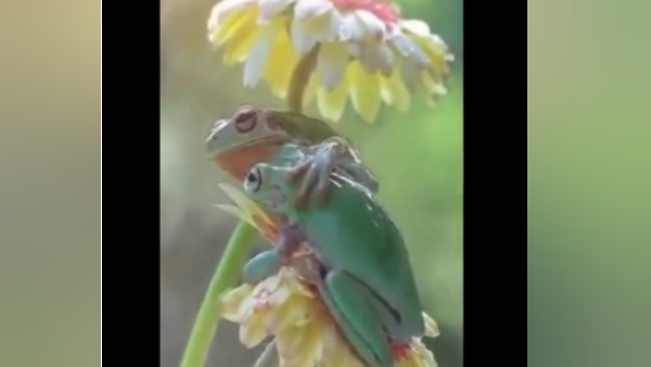 वीडियो में एक साथ दिखा प्रकृति के दो अद्भुत सीख देते नजारे 