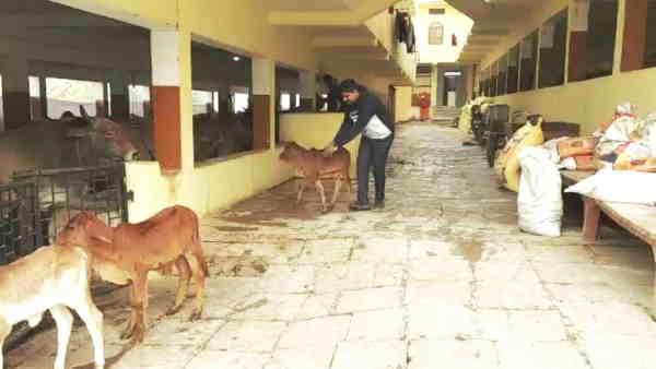 Amazing In this gaushala gotra method is followed cow heifer and calf are seen as siblings mirzapur
