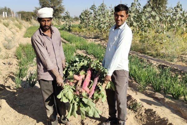 सौ रुपए किलो बिक रही गुलाबी मूली सौ रुपए किलो बिक रही गुलाबी मूली