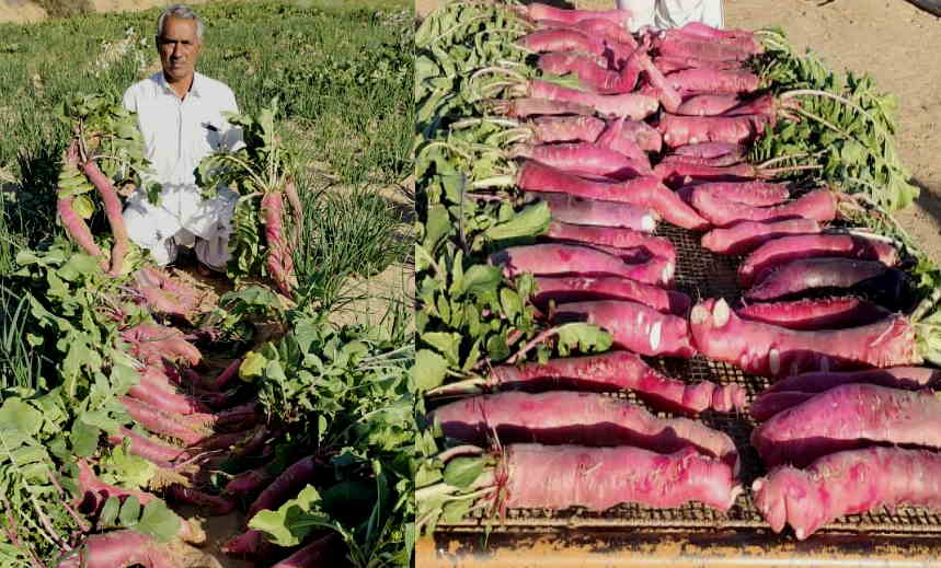 gulabi muli pink radish gulabi muli pink radish