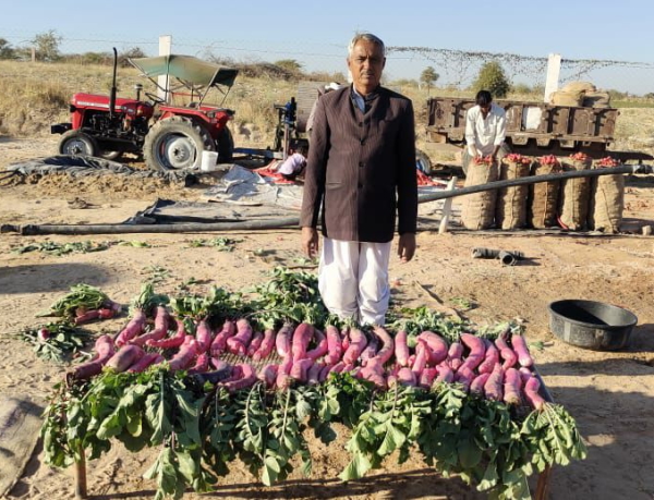 इस साल उगाई 3500 मूली इस साल उगाई 3500 मूली