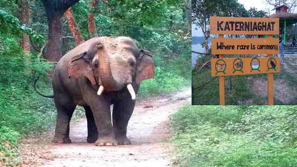 Demolished the house trampled the crop The terror of wild elephants in the village Bahraich Demolished the house trampled the crop The terror of wild elephants in the village Bahraich