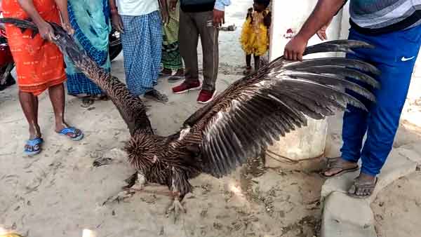 बस्‍ती में लेकर चले आए गिद्ध 