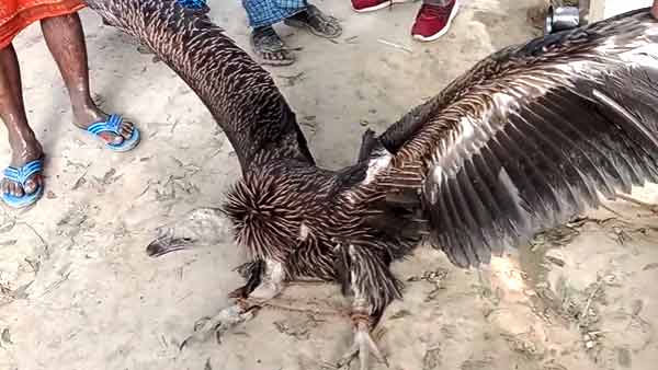 बड़ी पंख और चोंच देखकर डर गए ग्रामीण 