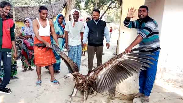 कानपुर में भी मिला था हिमालयन गिद्ध 