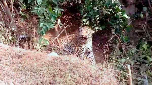 jharkhand-cameras-drones-in-the-jungles-in-search-of-a-man-eater-leopard-that-killed-4-children jharkhand-cameras-drones-in-the-jungles-in-search-of-a-man-eater-leopard-that-killed-4-children