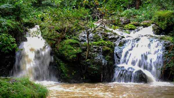 झारखंड के जंगलों में एक आदमखोर तेंदुए की तलाश झारखंड के जंगलों में एक आदमखोर तेंदुए की तलाश