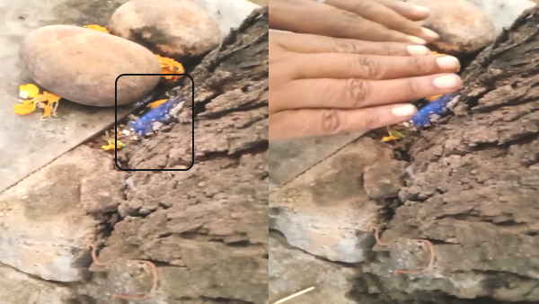 Kanpur hanuman temple avatar of Maa Jwala devi appeared people saying miracle viral video Kanpur hanuman temple avatar of Maa Jwala devi appeared people saying miracle viral video