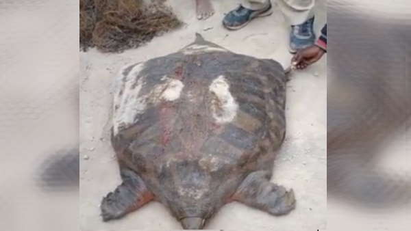 नदी में वापस छोड़ा 