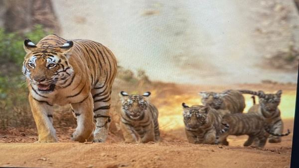 tiger