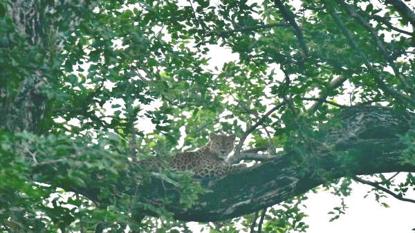 अनुकूल वातावरण बाघों की तादाद बढ़ाने में कारगर