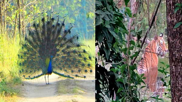 2024 तक शावकों की संख्या में दस की बढ़ोतरी हो सकती है