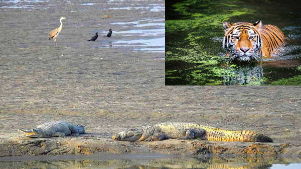 घड़ियाल, मगरमच्छ, डॉल्फिन और गिद्ध