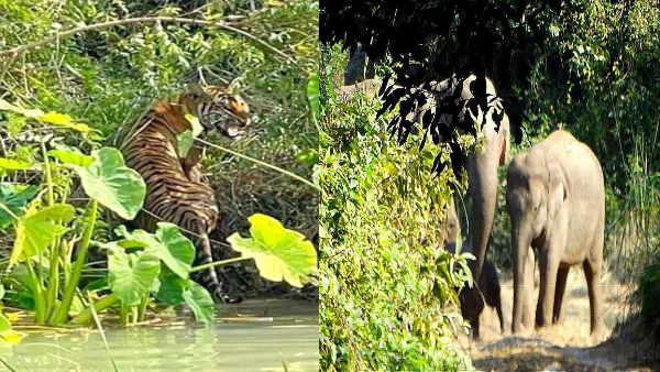 5 से ज्यादा गेंडे और जंगली हाथी भी पाए जाते हैं