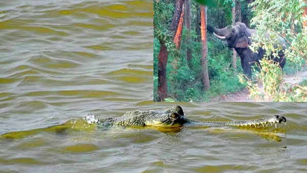 आइए जानते हैं कतर्नियाघाट वन्यजीव प्रभाग में पर्यटकों के लिए क्या हैं सुविधा