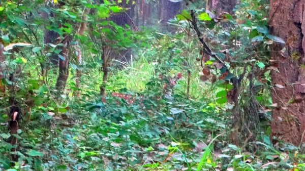 क्या कहते हैं प्रभागीय वनाधिकारी आकाशदीप बधावन