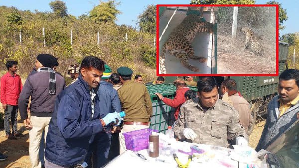 Katni Facing Wire Mesh Leopard