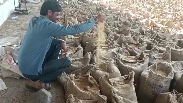 MP: धान के नाम पर भूसे की खरीदी! 38 हजार बोरी जब्त