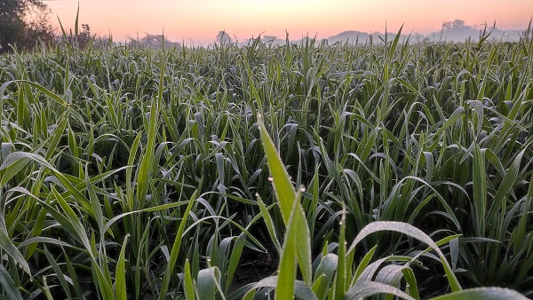 मावठे ने बढ़ाई किसानों की चिंता 