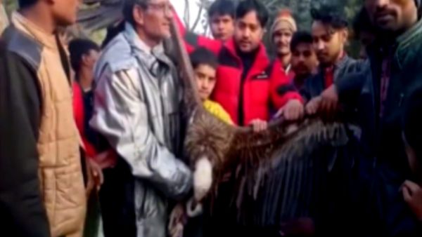 लोगों ने वन विभाग को सौंपा गिद्ध 