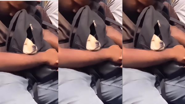बैग से बाहर झांक रहा था पपी