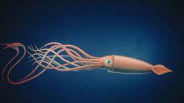 जापान में दिखी स्क्विड