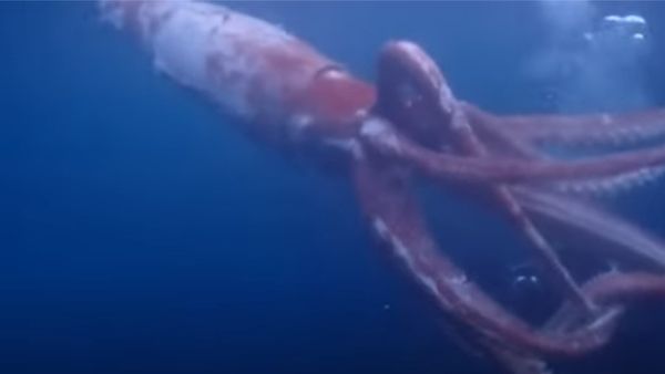 अपने आप में है बेहद दुर्लभ