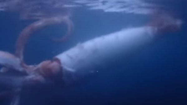 5 साल ही जी सकते हैं स्क्विड