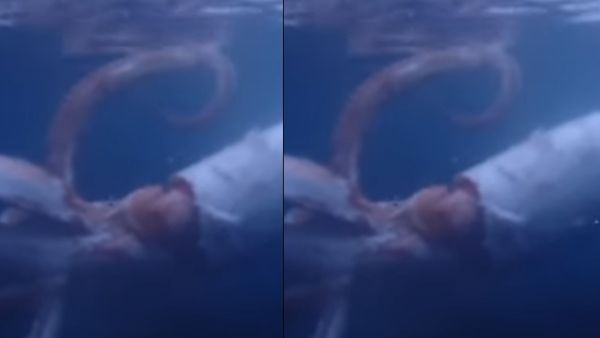 काफी बड़ा था स्क्विड