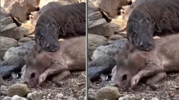 खूंखार शिकारी को दबोचे दिखा कमोडो ड्रैगन!