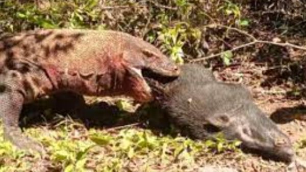 खूंखार शिकारी है कमोडो ड्रैगन