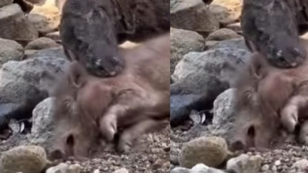 ड्रैगन ने पकड़ी सुअर की गर्दन