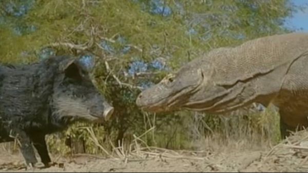 लाखों लोगों ने देखा वीडियो