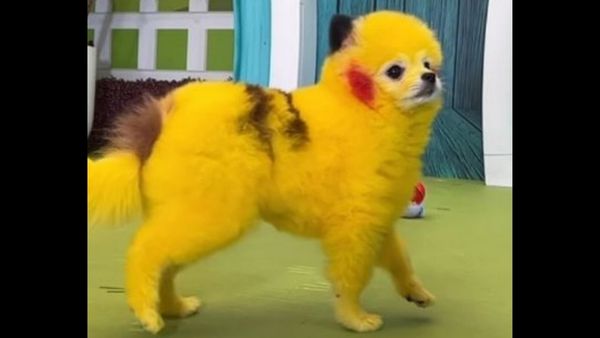 भरना पड़ा फाइन